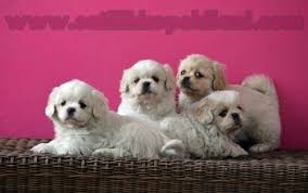 Pekines Yavru Fiyatlari 05412625843 Pekinez Kopek Hayvanlar