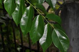 Image result for Pterocarpus indicus