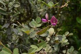 Image result for Phyllanthus caespitosus