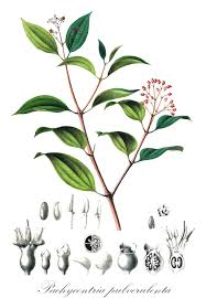 Image result for Dichaetanthera corymbosa