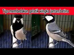 Cara Membedakan Gelatik Batu Wingko Jantan Atau Betina Youtube