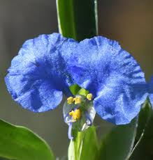 Image result for Commelina latifolia