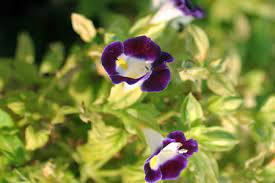 With many colorful, inexpensive options with long bloom times, there's one (or more) indoor flowering plants you'll want to add to your window sill. Five Flowering Indoor Plants