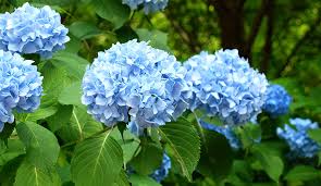 Dig a small trench near your hydrangea plant. Hydrangea Care How To Plant Grow Care For Hydrangeas