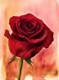 When we think of georgia o'keeffe, paintings like white rose with larkspur no 2 pop to mind. Red Red Rose Photograph By Darren Fisher