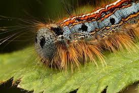 Black And Red Spiky Caterpillar Caterpillar By Alliec Deviantart Com On Deviantart Taturana
