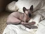 All kittens come with free 30 days ... - Indigo Sphynx Kittens