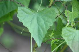 Image result for Zehneria