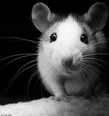 Black And White Mouse Image Black And White Animal Photography 50 Pics Animals Animals Black And White Cute Rats