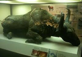 Museum Photos Mummified Ice Age Bison Prehistoric Animals Extinct Animals Ancient Animals