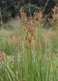 Image result for Fimbristylis quinquangularis
