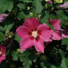 Image result for Hibiscus pusillus