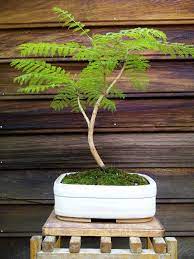 Flamboyan Bonsai Bonsai Plants Bonsai Tree Care Bonsai Garden