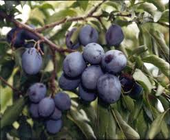 Serviciul tau de anunturi gratuite rapid, eficient si simplu. Vand Tuica Prune Cirese Coarne Din Jud Arad