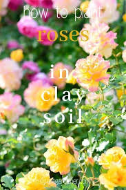Cowpea grows in clay soil these plants grow well in any soil type from clay to sand, as long as the soils have adequate drainage. How To Plant Roses In Clay Soil Migrant Gardener