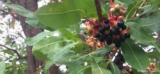 Image result for Ochna richardsiae