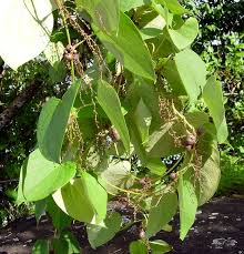 Image result for Dioscorea schimperiana