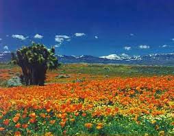 It was the most amazing sight. Lancaster Ca Antelope Valley Poppy Reserve West Lancaster California California Travel Antelope Valley Poppy Reserve California