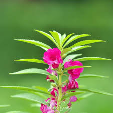 Image result for Impatiens apiculata