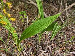 Image result for Eulophia alta