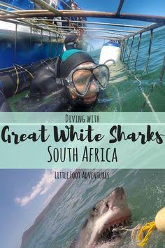 Mga resulta ng larawan para sa Shark Alley,” Gansbaai, South Africa: Great white sharks (second marriage proposal"