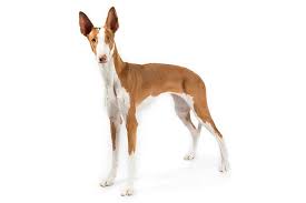This land not only supports lavish shopping centers and celebrity homes, but also beautiful dog parks! Ibizan Hound Dog Breed Information