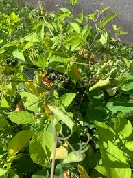 Image result for Lycium schizocalyx