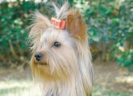 What are the cheapest travel expenses to new york for one month for a single person given that my expenses include just food (but good food) and rent? Yorkshire Terrier