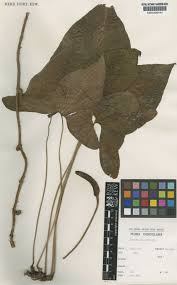 Image result for Cercestis congensis