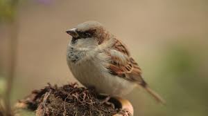 In unserem garten wir schon lange warten auf die vögel die wir alle mögen nun tragen die alten vortrag mit mag. Unsere Gartenvogel Diese Vogel Sind Bei Uns Zu Sehen Br Wissen