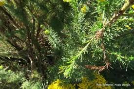 Image result for Phymaspermum