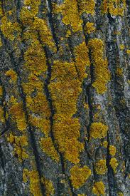 Yellow mold is often referred as slime mold, because the colony looks like bright slime when seen at a glance. Yellow Fungus On A Tree Trunk In Autumn Stock Photo Offset