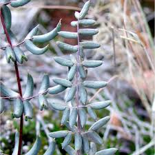 Image result for Pteridaceae