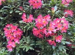 Pin By Sonoma Horticultural Nursery On Rhododendrons Rhododendron Sebastopol Plants