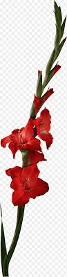Check spelling or type a new query. Gladiolus Png Images Pngegg