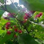 Image result for Clerodendrum umbellatum