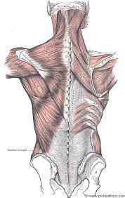 Ligaments are tough, flexible bands of connecting tissue that join bones to other bones. Muscles Connecting The Upper Extremity To The Vertebral Column Prohealthsys