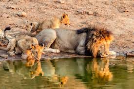 | meaning, pronunciation, translations and examples. Lion Behaviour Social Organisation And Behaviour Of The Lion Alert