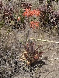 Image result for Aloe lateritia