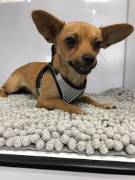 How much does pet euthanasia cost? Community Impact Laurel S House