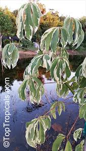 Image result for Sebaea pentandra