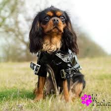 Manteau Pour Chien Cire Noir Manteau Impermeable Chiens Noirs Manteau Pour Chien Impermeable Pour Chien