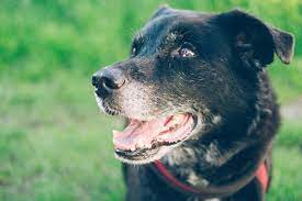 What to feed a dog with canine diabetes. What S The Best Diet For My Dog With Diabetes Clinical Nutrition Service At Cummings School