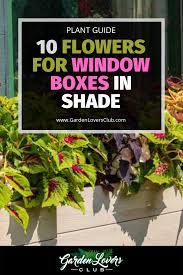 Plant in full sun or partial shade. 10 Best Flowers For Window Boxes In Shade Garden Lovers Club Window Box Flowers Window Box Plants Shade Flowers