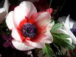 I Do Kinda Like The Red Fade Anemones Too Bulb Flowers Anemone Flower Anemone