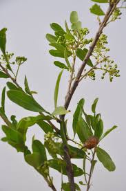 Image result for Capparaceae