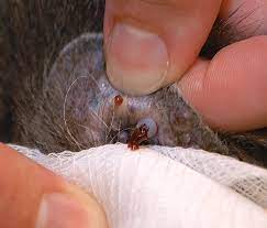 Feline Ceruminous Cystomatosis Clinician S Brief
