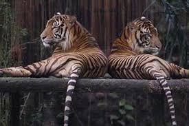 Yuk cek arti mimpi melihat orang meninggal berikut ini! Harimau Hantui Warga Di Sungai Nilau Halaman All Kompas Com