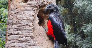 Pesquet's parrot lives in the mountains of new guinea. The Dracula Parrot Is Scary And Beautiful All At Once