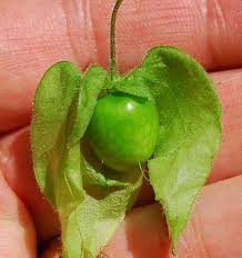 Image result for Physalis pubescens